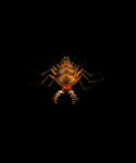 Sand Maggot Young
